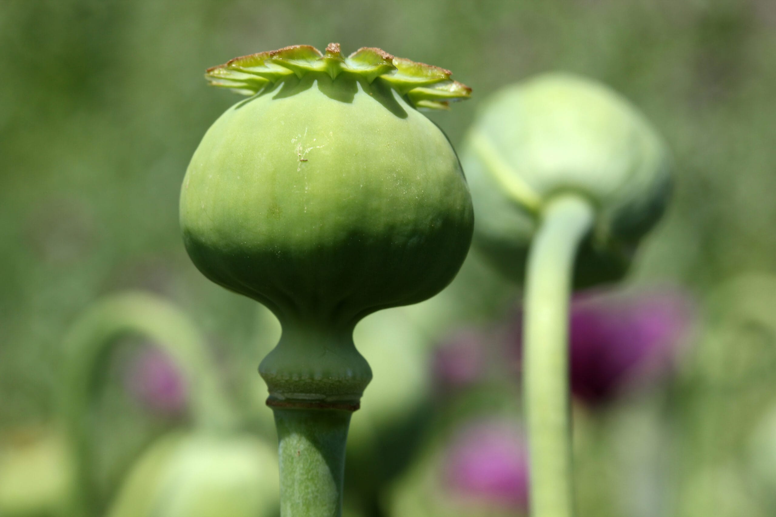 Opiumsvalmuen, en plante i valmuefamilien kjent for sin hvite melkesaft som tørkes til opium. Den er kilden til sterke smertestillende midler som morfin, men også narkotika som heroin.